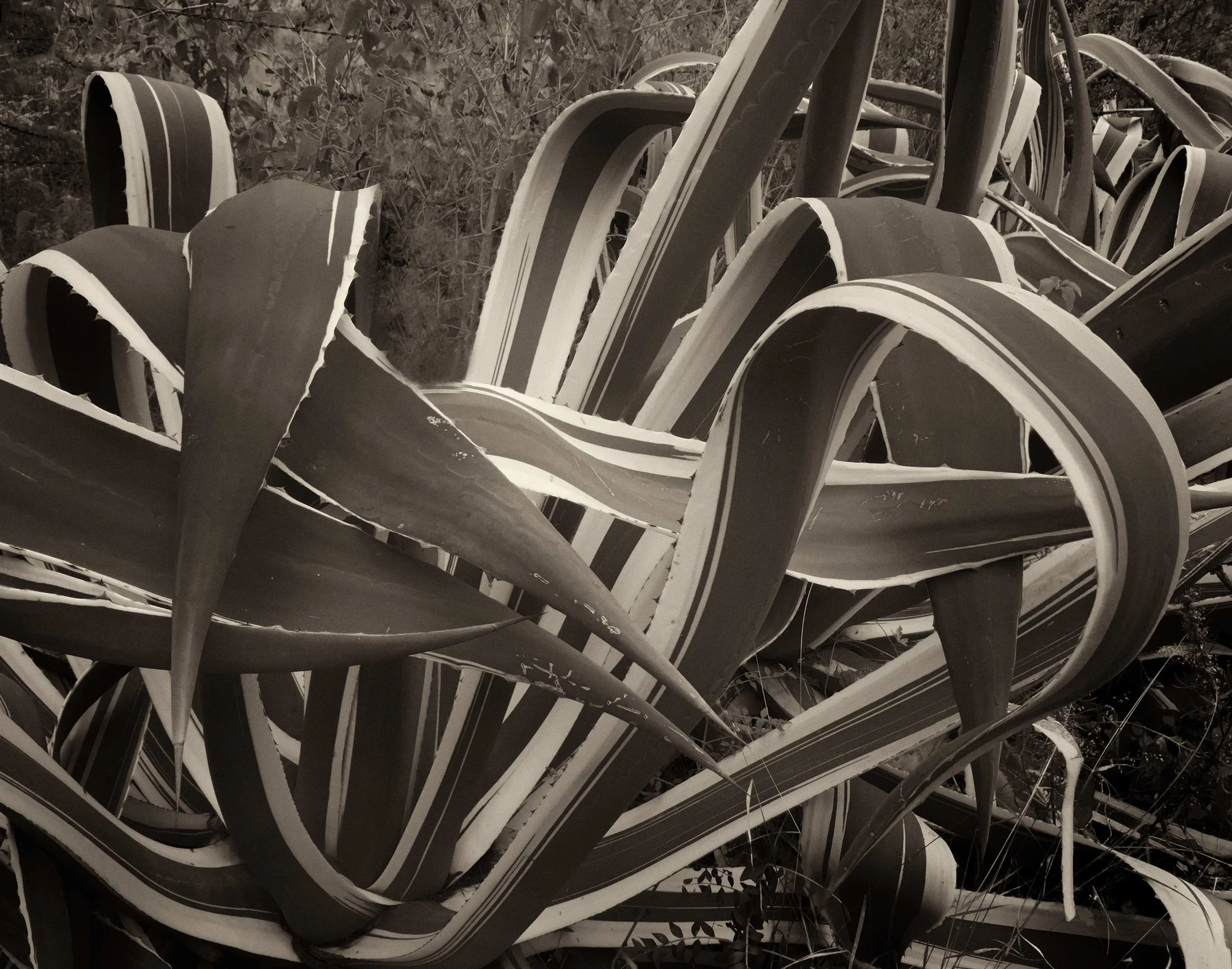 Cropped agave 3 IMG_4984 copy copy.jpg