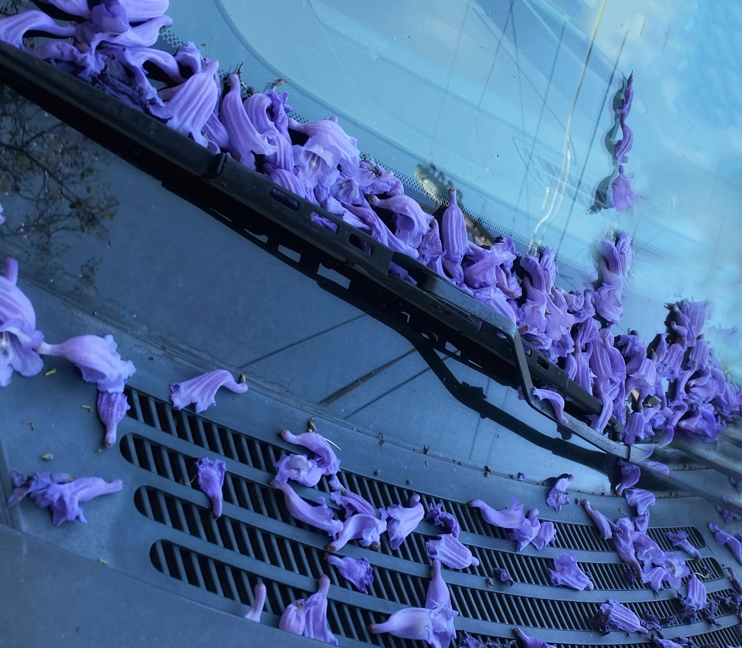 Jacaranda on car copy copy.jpg
