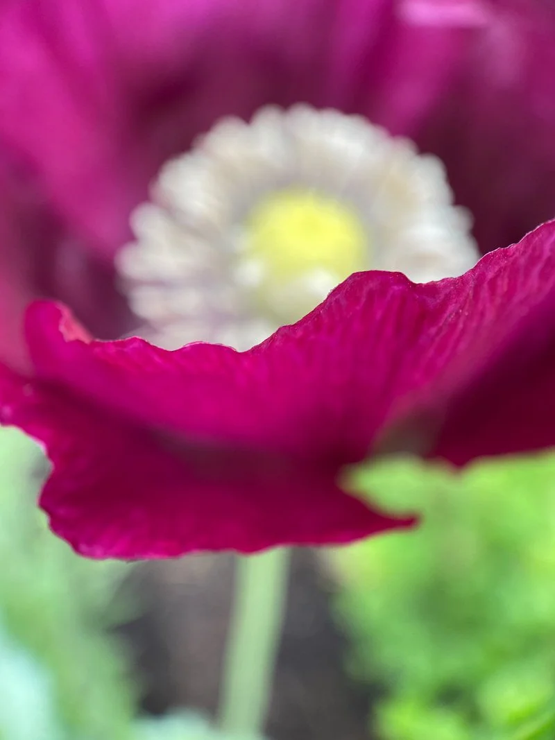 IMG_5903.jpg