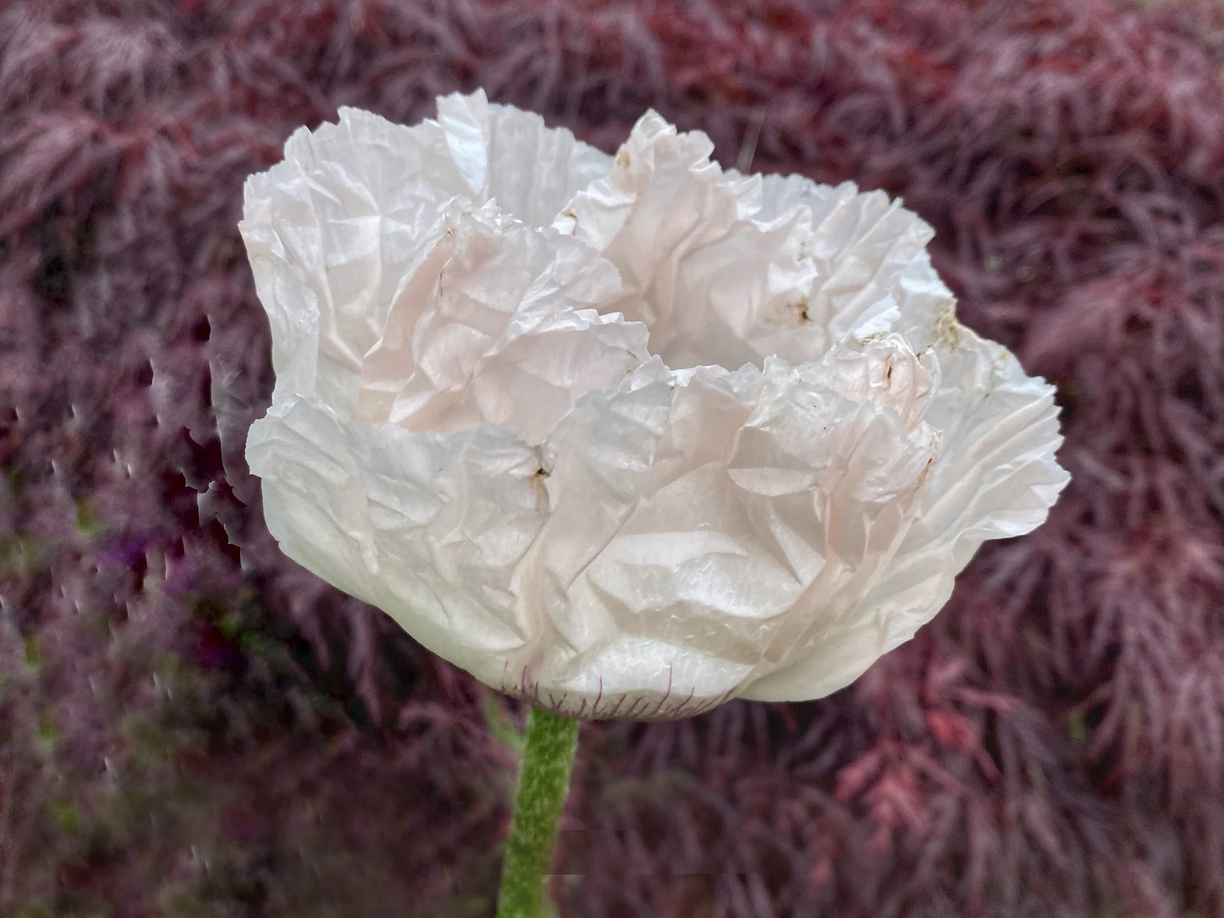 Poppy copy.jpg