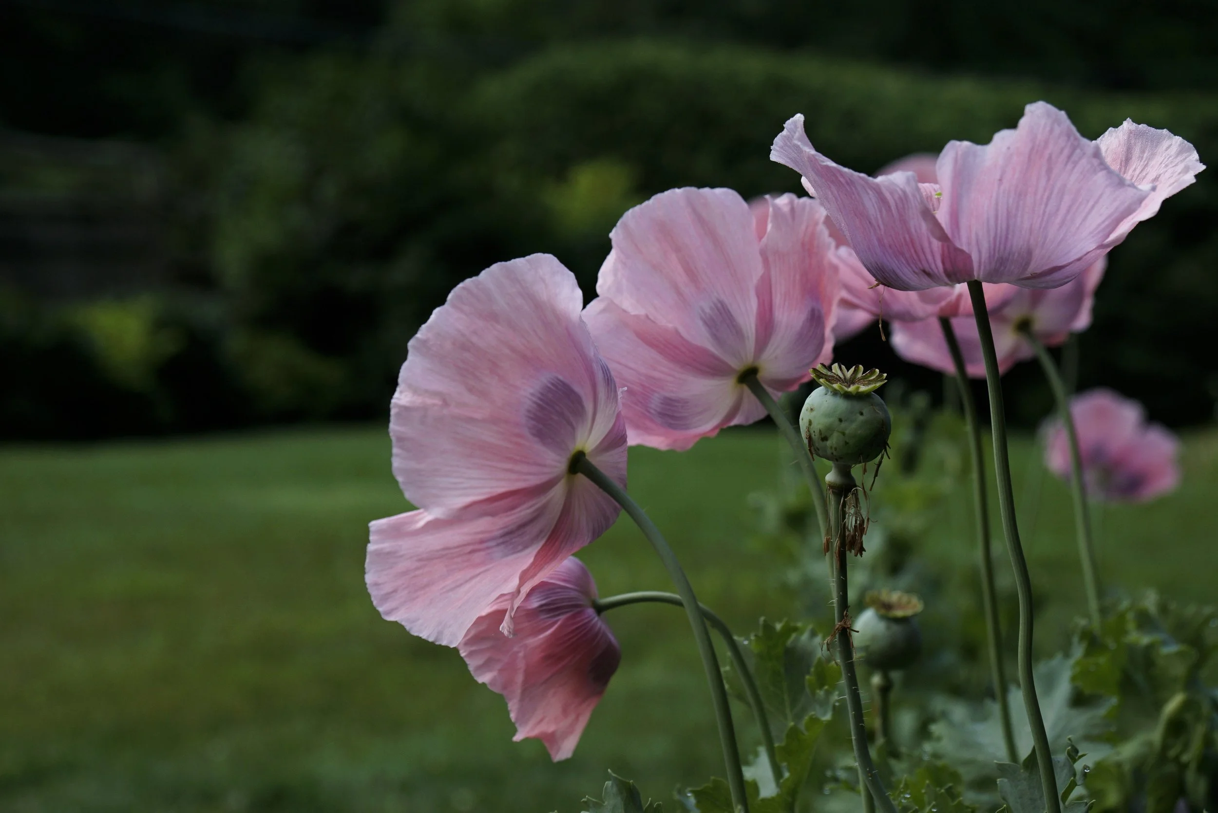 Group poppies _DSC5626 copy.jpg