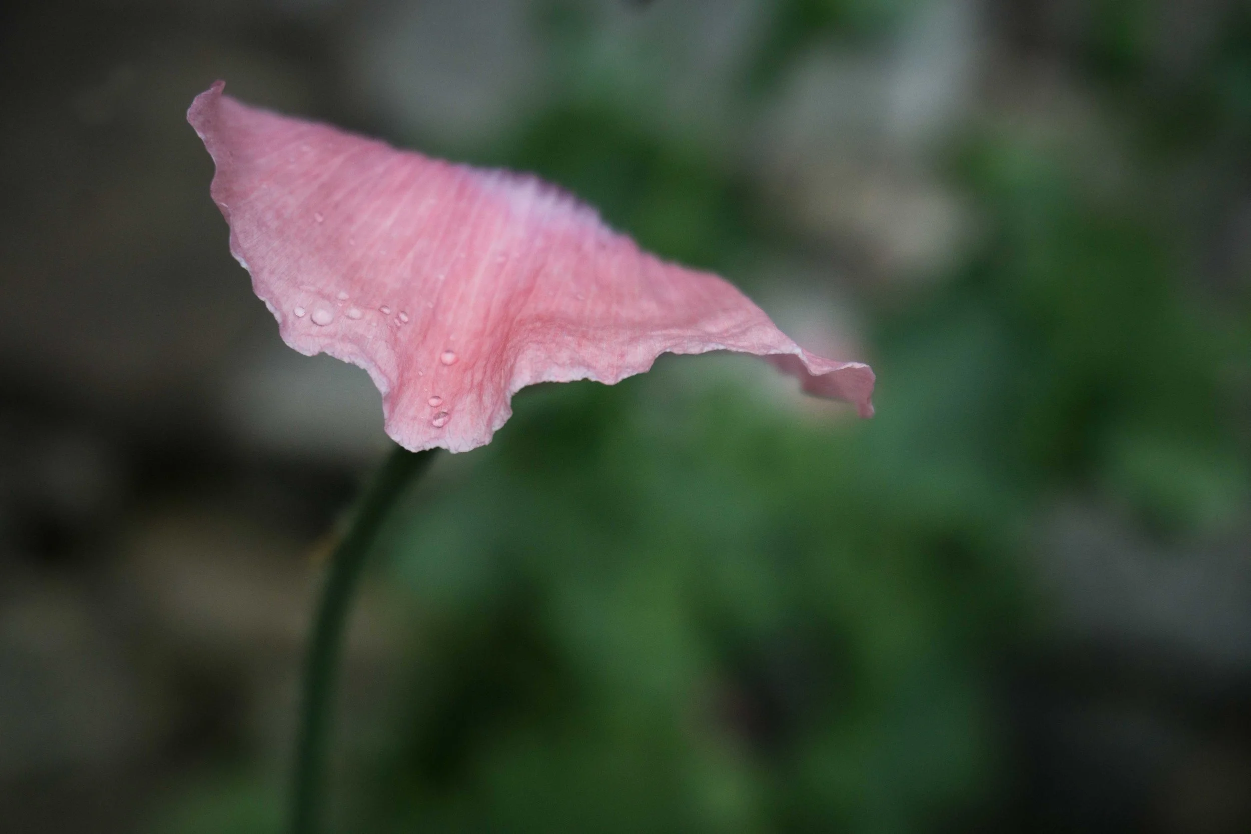 Petal-and-raindrop-DSC01054.jpg