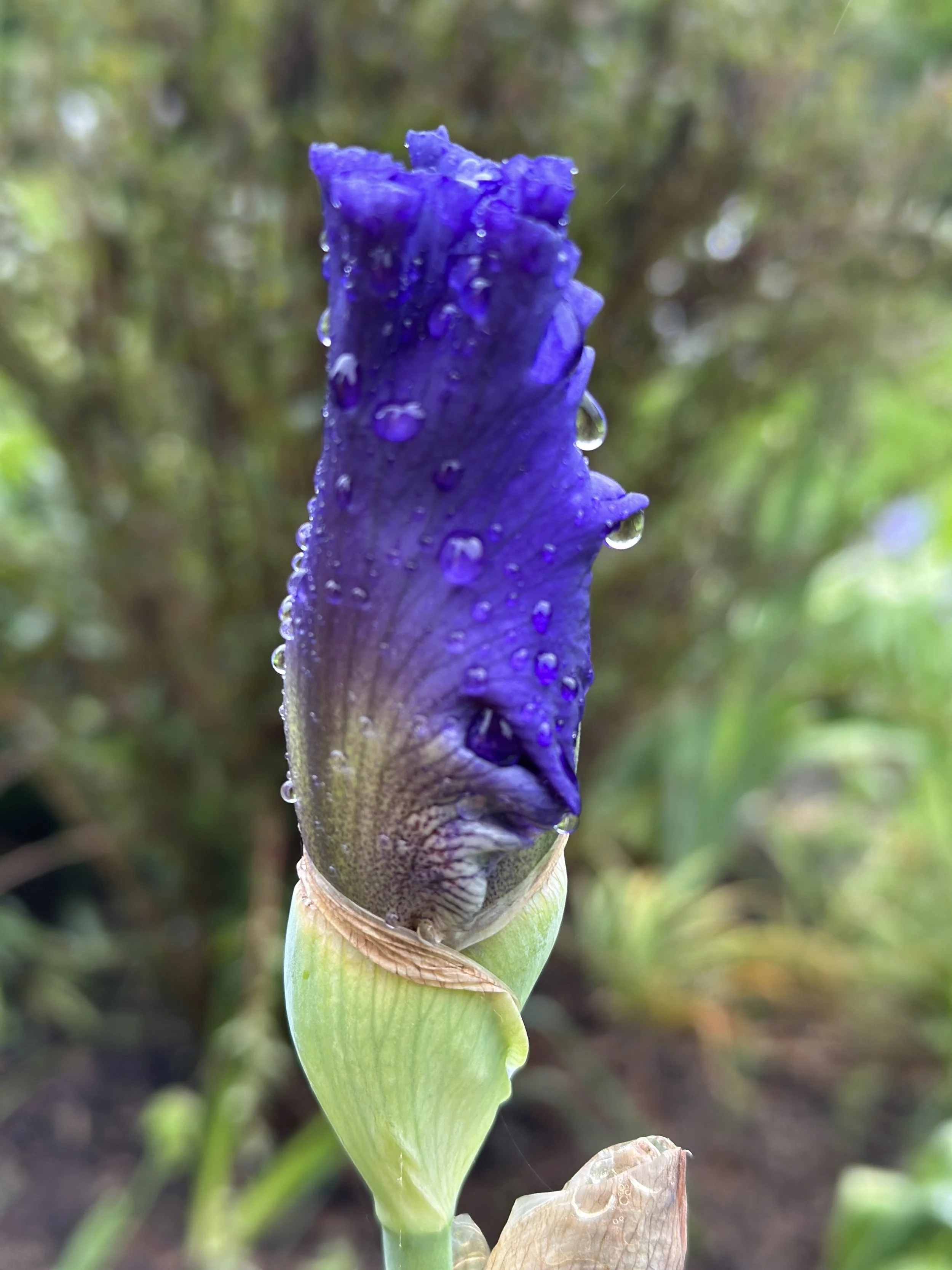 IMG_0936.JPG