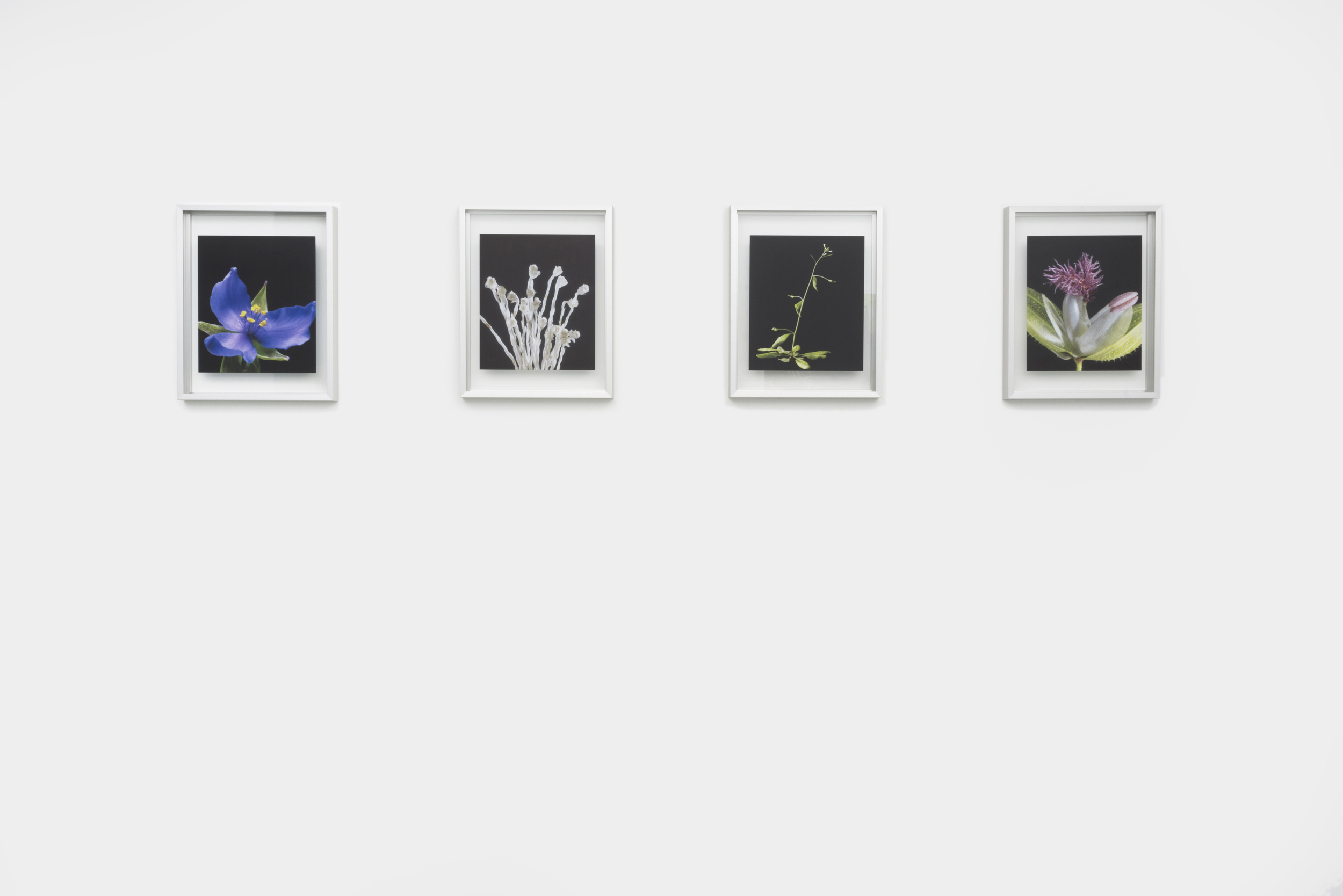  To Threptikon, 2014. Pigment prints on glass. Edition of 3 + 2APs 4 parts, 14 x 11 inches each&nbsp; 