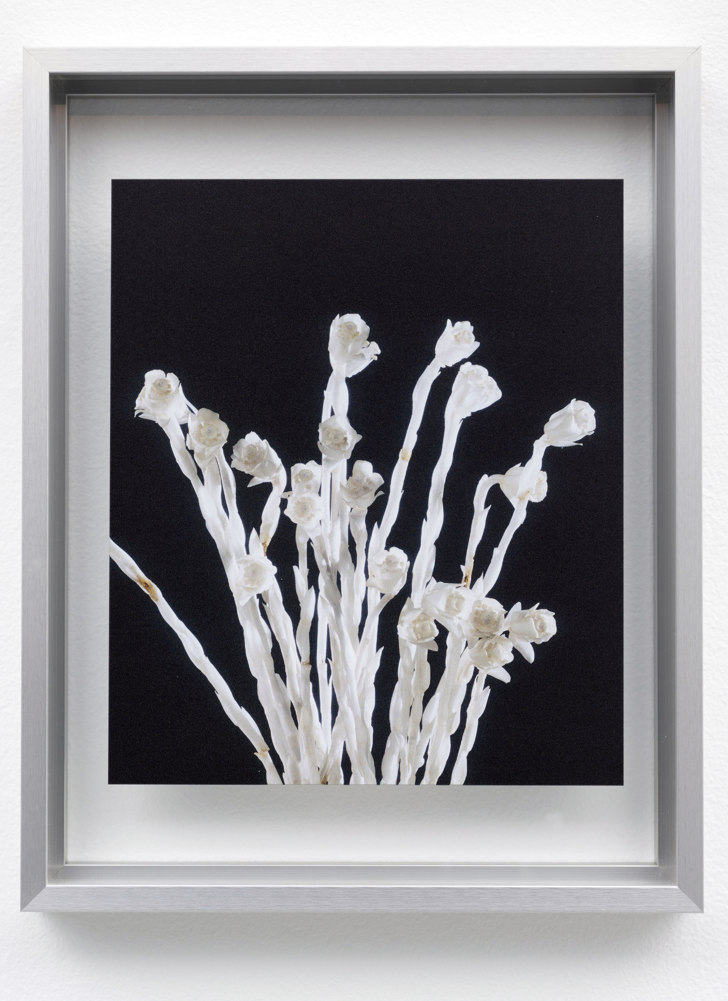  Indian Pipe (Monotropa uniflora) from the to Threptikon series, 2014. Courtesy of the Archives of Rudolph and Leopold Blaschka and the Harvard Ware Collection of Blaschka Glass Models of Plants&nbsp; 