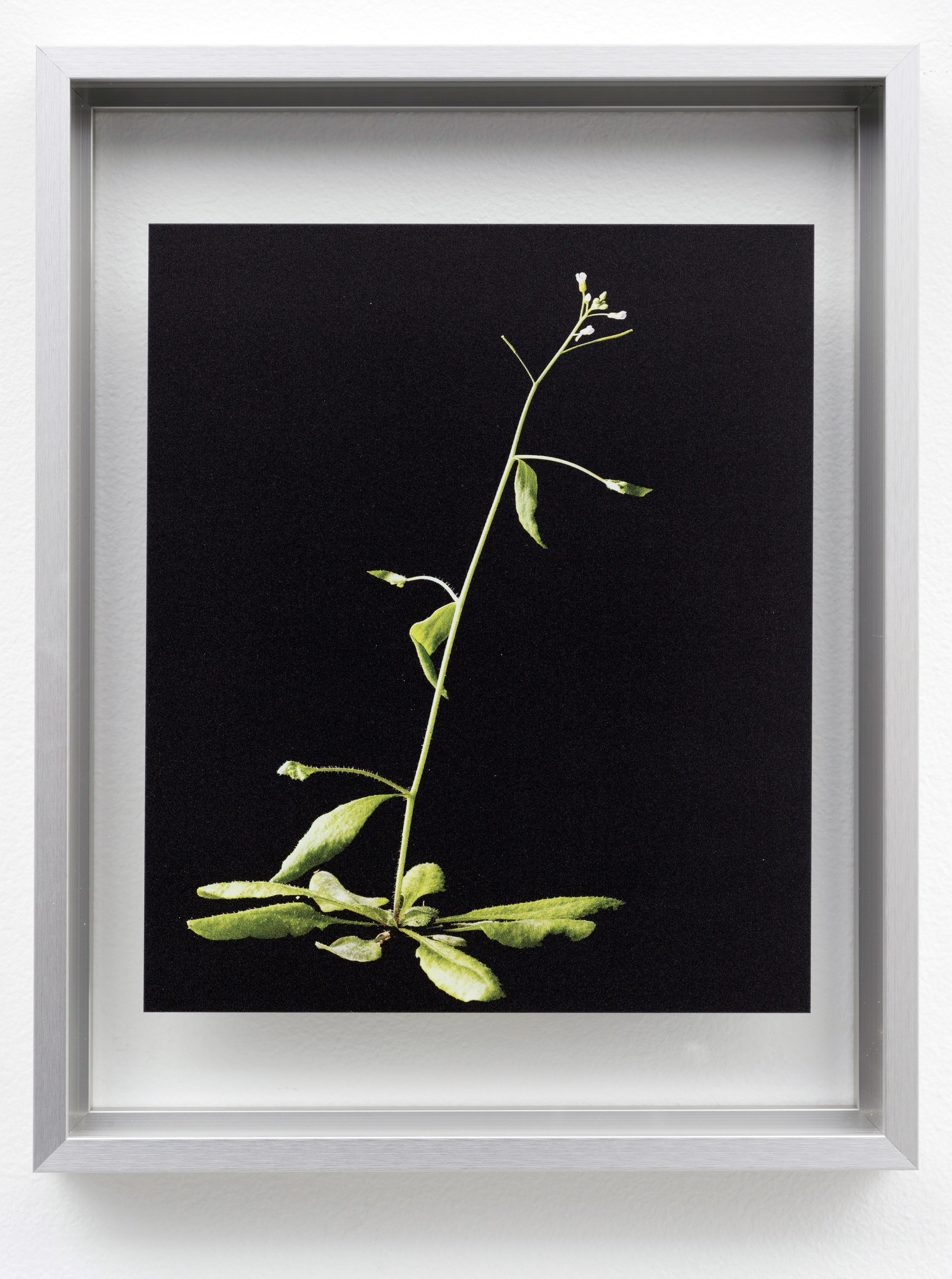  Rockcress (Arabidopsis) from the to Threptikon series, 2014. Courtesy of the Arabidopsis Biological Center&nbsp; 