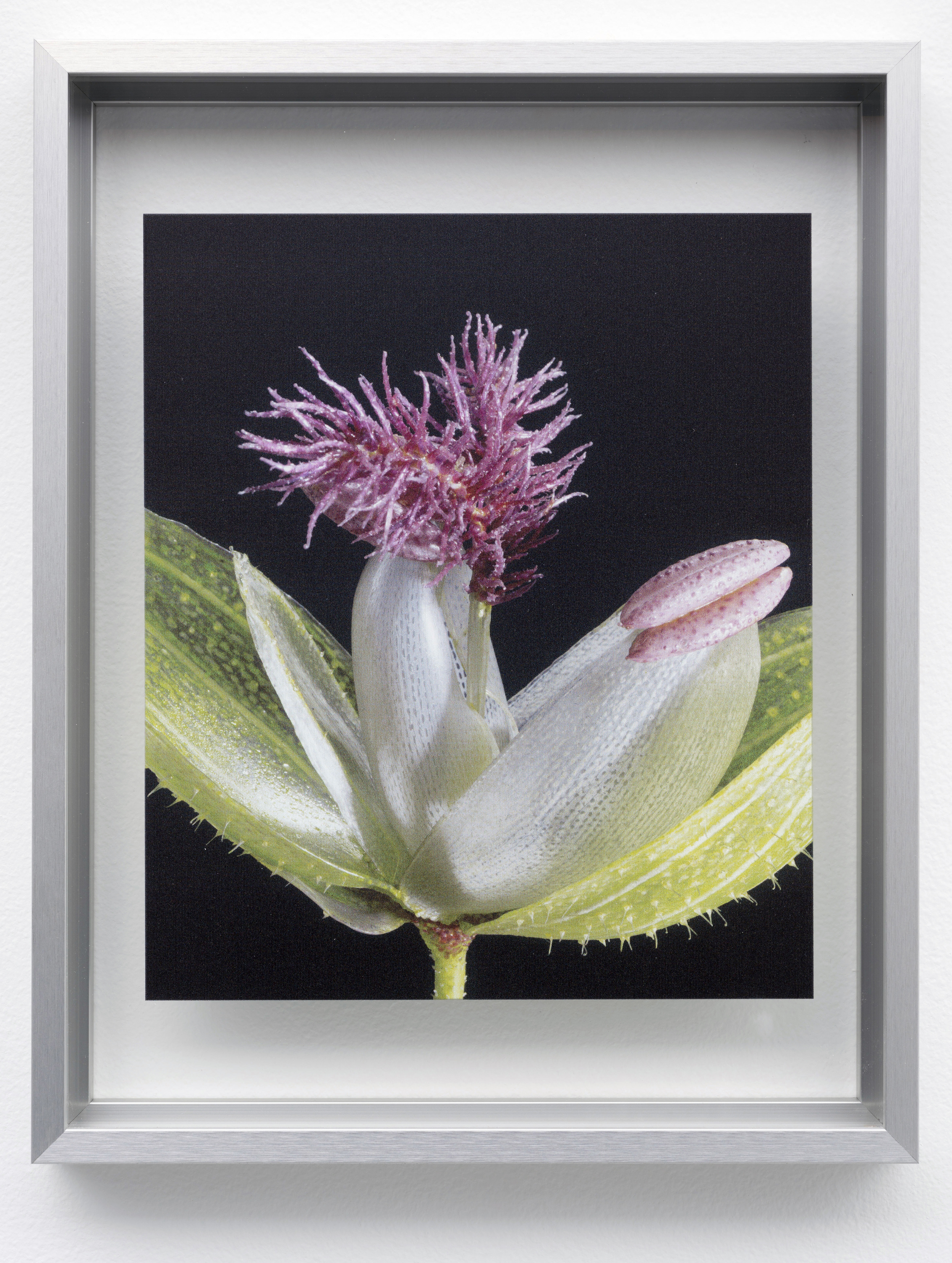 Panic Grass (Panicum boreale) from the to Threptikon series, 2014. Courtesy of the Archives of Rudolph and Leopold Blaschka and the Harvard Ware Collection of Blaschka Glass Models of Plants 
