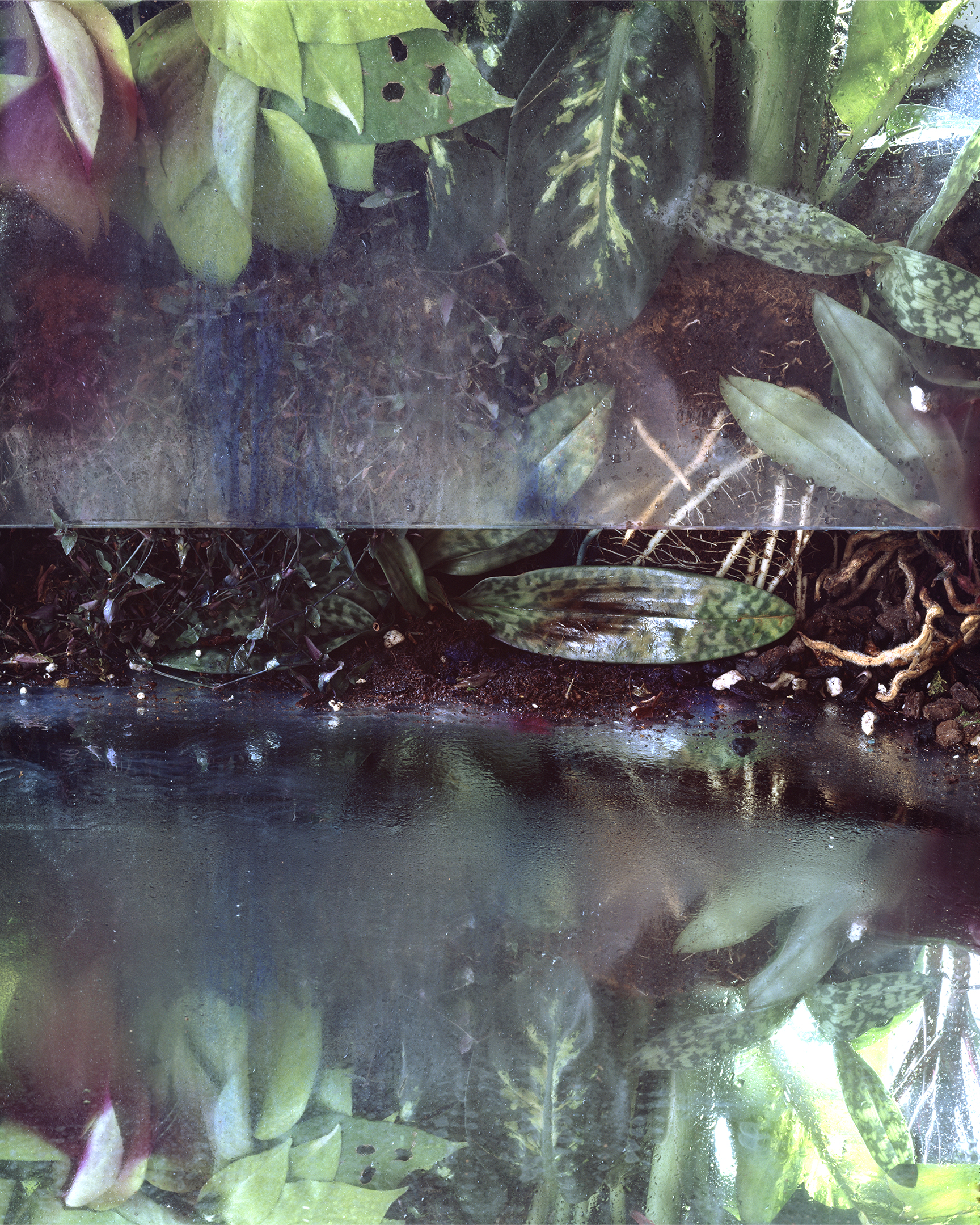 Radiation Jungle, 2014. Archival pigment print. Edition of 5 + APs, 30 x 24 inches&nbsp; 