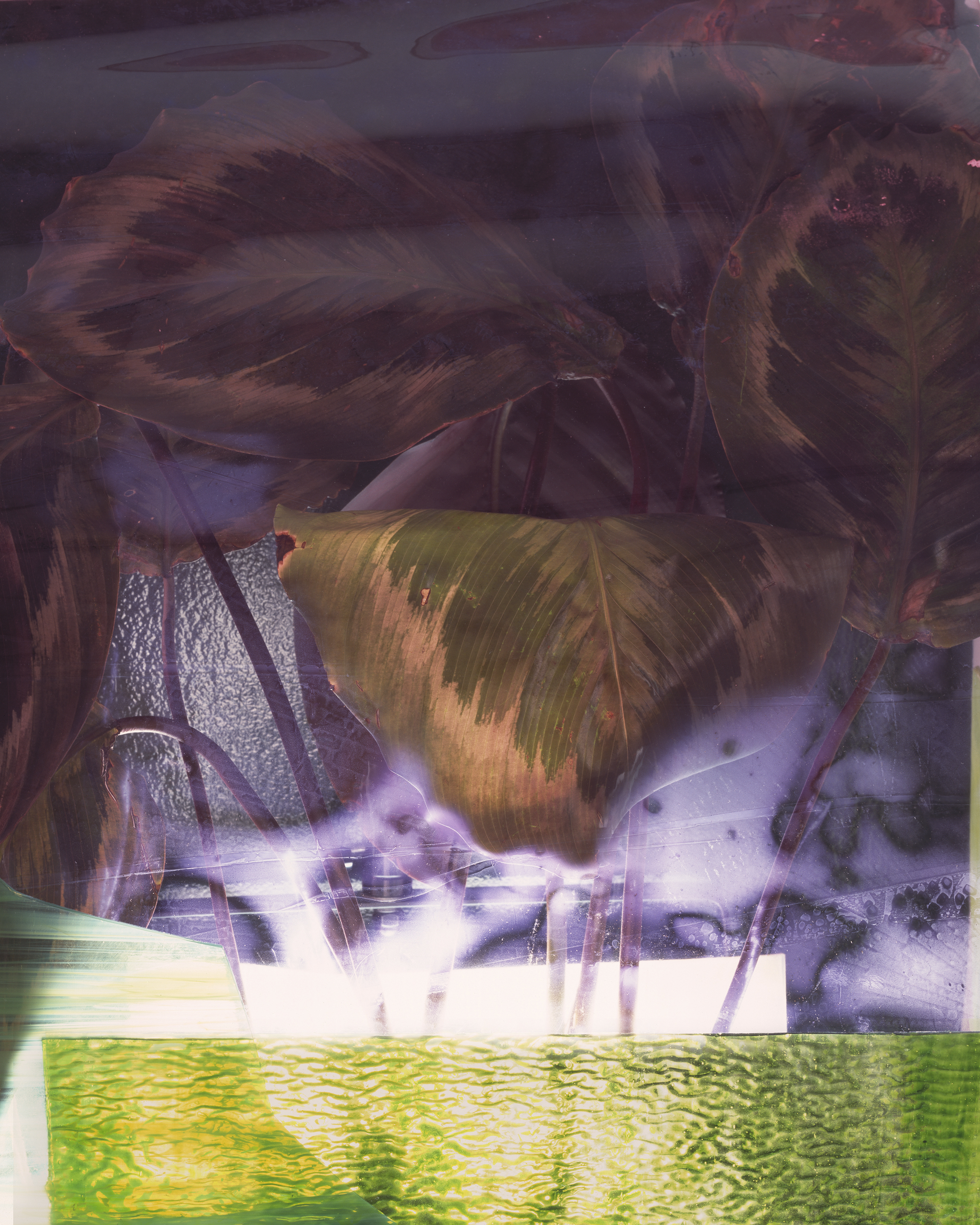 Ultraviolet Plant Shelter, 2014. Archival pigment print. Edition of 5 + APs, 30 x 24 inches 
