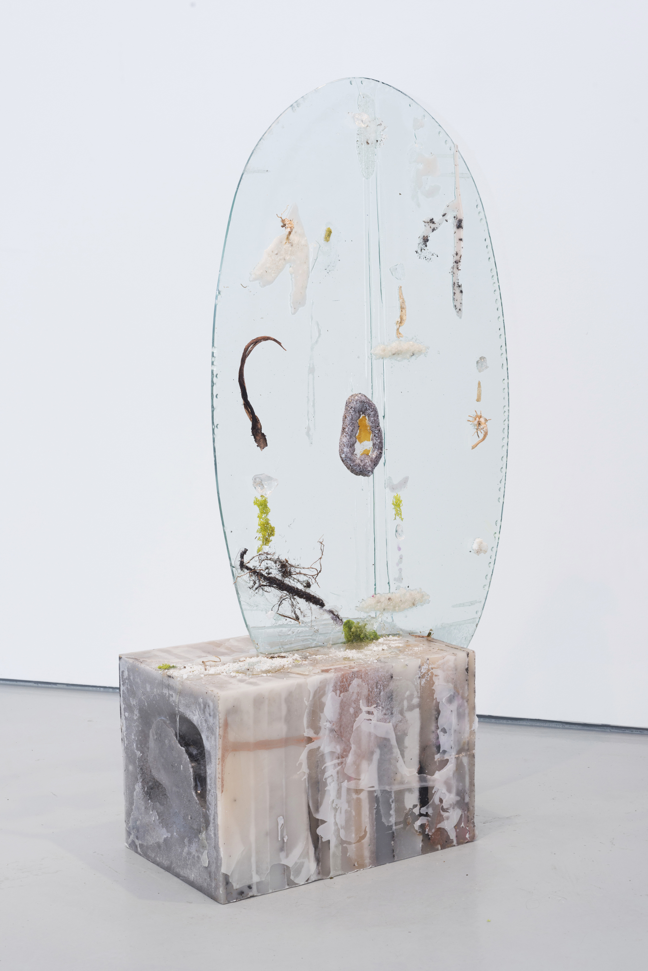 Ellipse with Nitrogen Fixers and Snake Plant Buds, 2013-2014. Glass, wax, resin, plant materials, rock salt, 49 x 26 x 12 3/4 inches 
