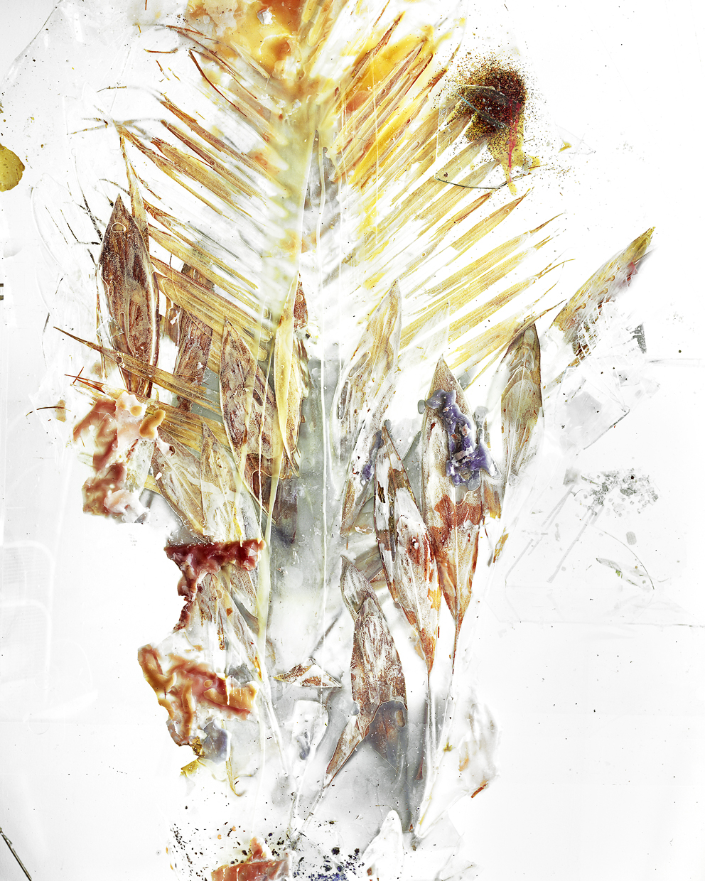 Palm Rib, Sunken Relief, 2012, Archival Pigment Print, 48 x 60 inches