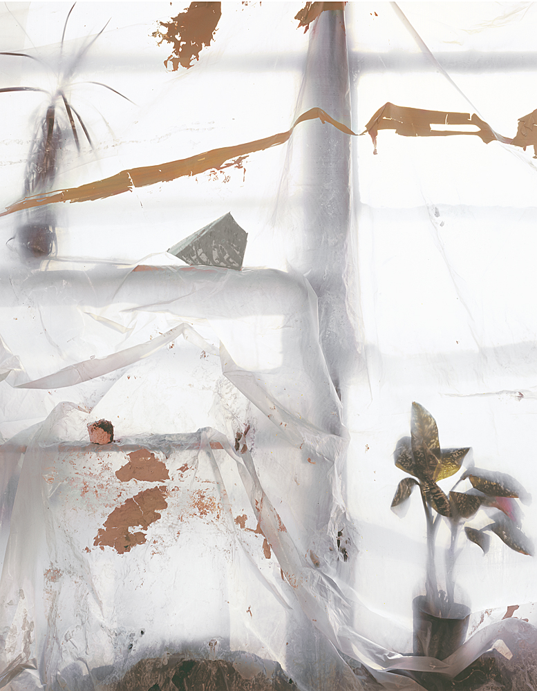  My Dieffenbachia Plant with Tarp (Protection), 2011, Archival Pigment Print, 30 x 36 inches 