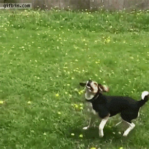 Catch.gif