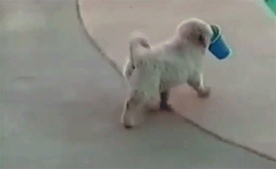 Pool.gif