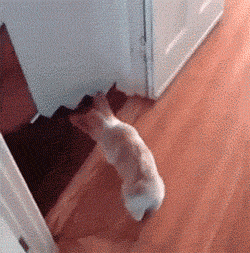Stairs roll 2.gif