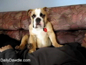 Tired dog.gif