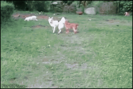 dog hedge.gif