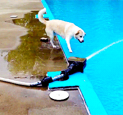 Water chomp.gif