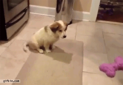 Catch flop.gif