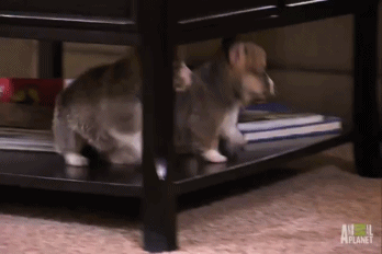 Double table.gif