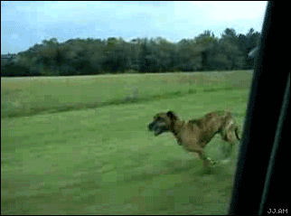 window jump.gif