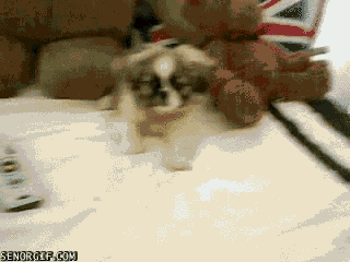 Dog Fails  Funny GIFs of Puppies Falling