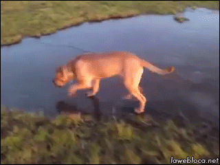 Ice breaker.gif