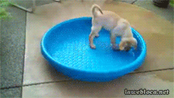 Kitty pool.gif