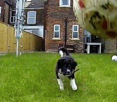 Soccer Catch.gif