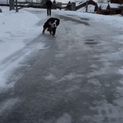 ice slide.gif