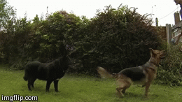 oy98g.gif