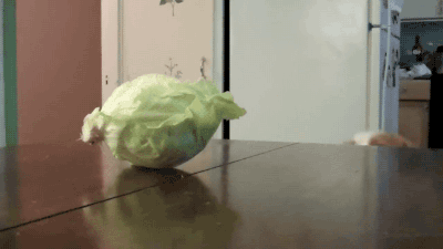 lettucefall.gif