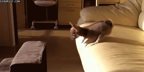 Couch jumpp.gif