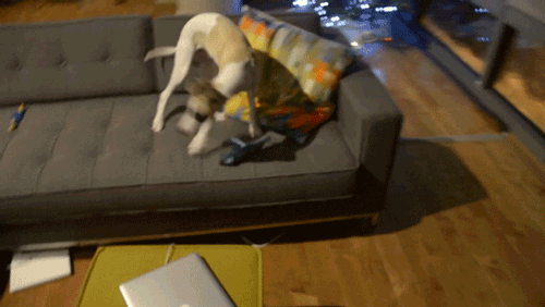 Couch misstep.gif