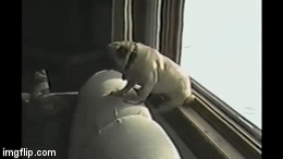 Pug slide.gif