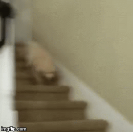 Stairs tumble gif.gif