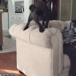 Dog on Dog.gif