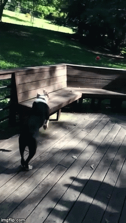 Bulldog bench.gif