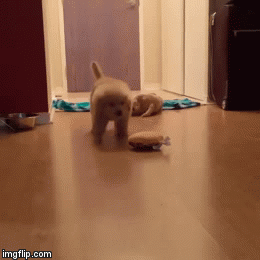 Drunk Puppy.gif