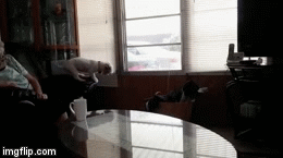 zniz6.gif