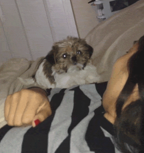 Spooked pup.gif