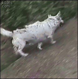 Back slide.gif