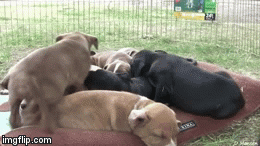 Dog pile.gif