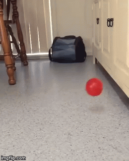 Dog Ball Fall.gif