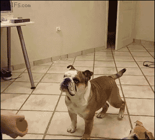 Dog Kitchen Flop.gif