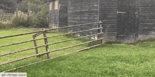 Fence leap.gif
