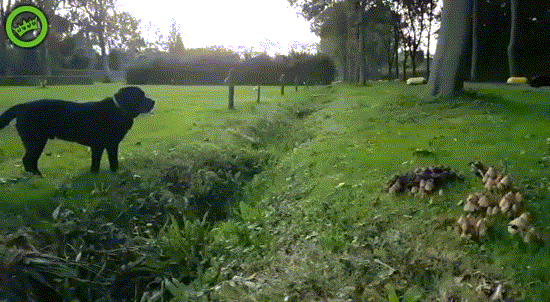 Ditch Boi.gif