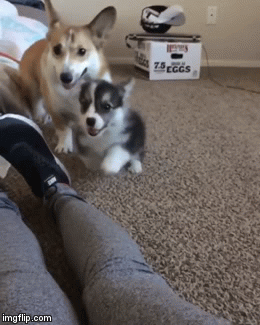 Leg floop 2.gif