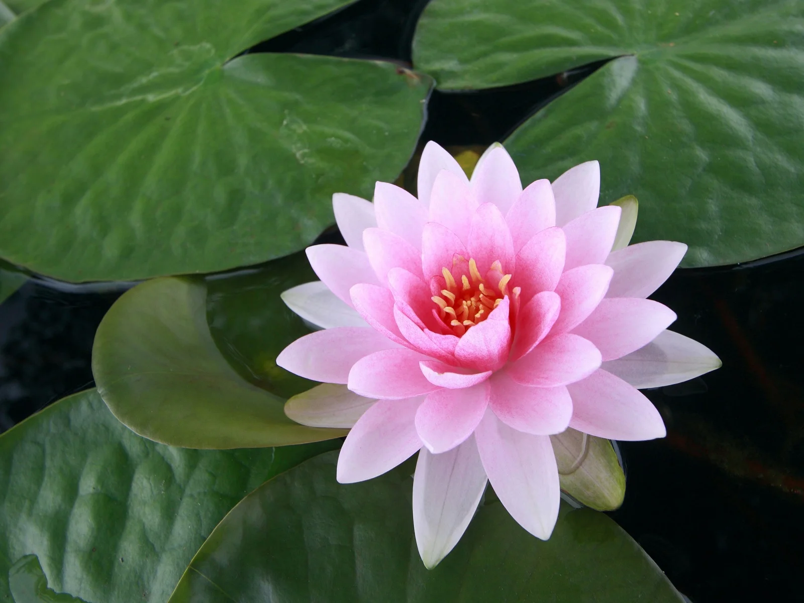 lotus-flower.jpg