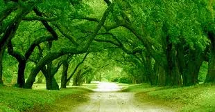 path6.jpg